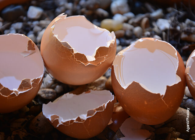 Foto de las cáscaras de unos huevos que muestran una mascarilla de ácido hialurónico