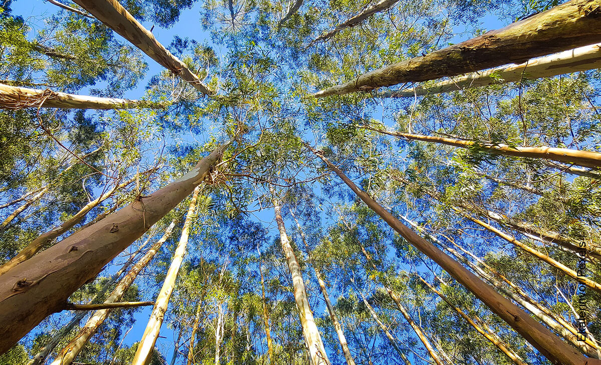 Foto de un árbol de eucalipto