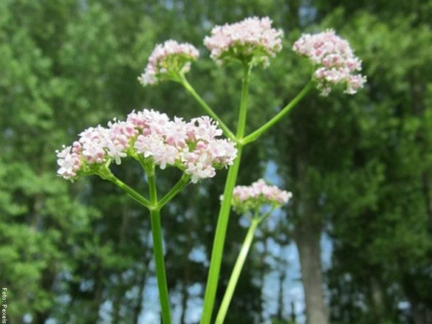 Para Qué Sirve La Valeriana, ¡hace Milagros! - Vibra