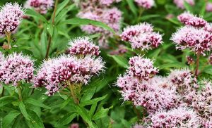 Para qué sirve la valeriana, ¡hace milagros!