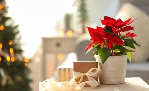 Planta de navidad: Cuidados para verla hermosa