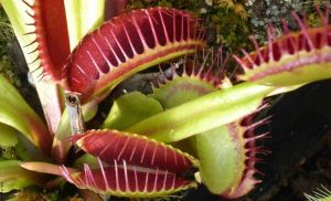 Plantas carnívoras, cuidados que debes conocer