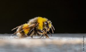 Foto de una abeja sobre una superficie