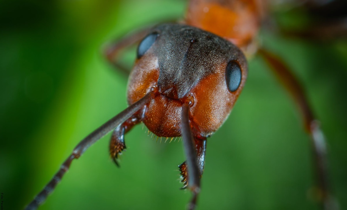 Qué significa soñar con hormigas, ¡sorpresa!