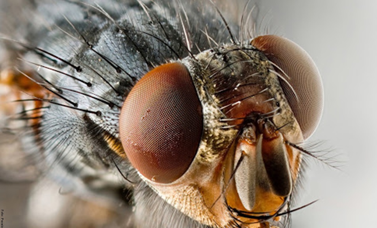 ¿Qué significa soñar con moscas? No te lo esperabas