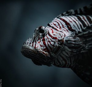 ¿Qué significa soñar con pescados?, ¡buena suerte!