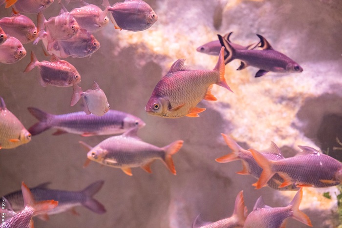 Foto de varios peces nadando