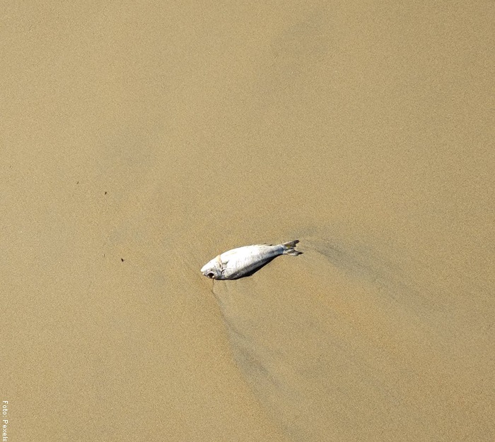 Foto de un pez muerto