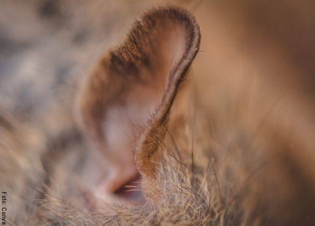 Foto de la oreja de un roedor