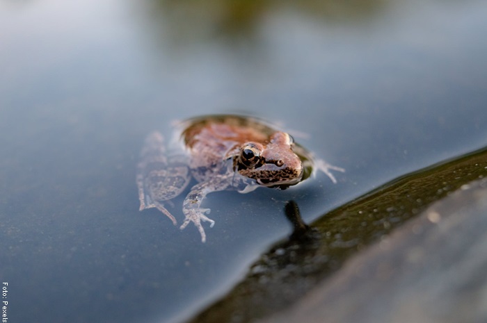 Foto de una rana en el agua
