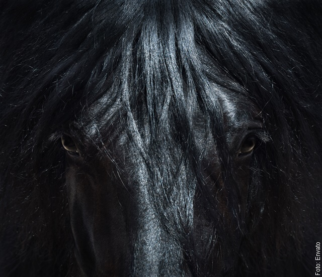 foto de caballo negro