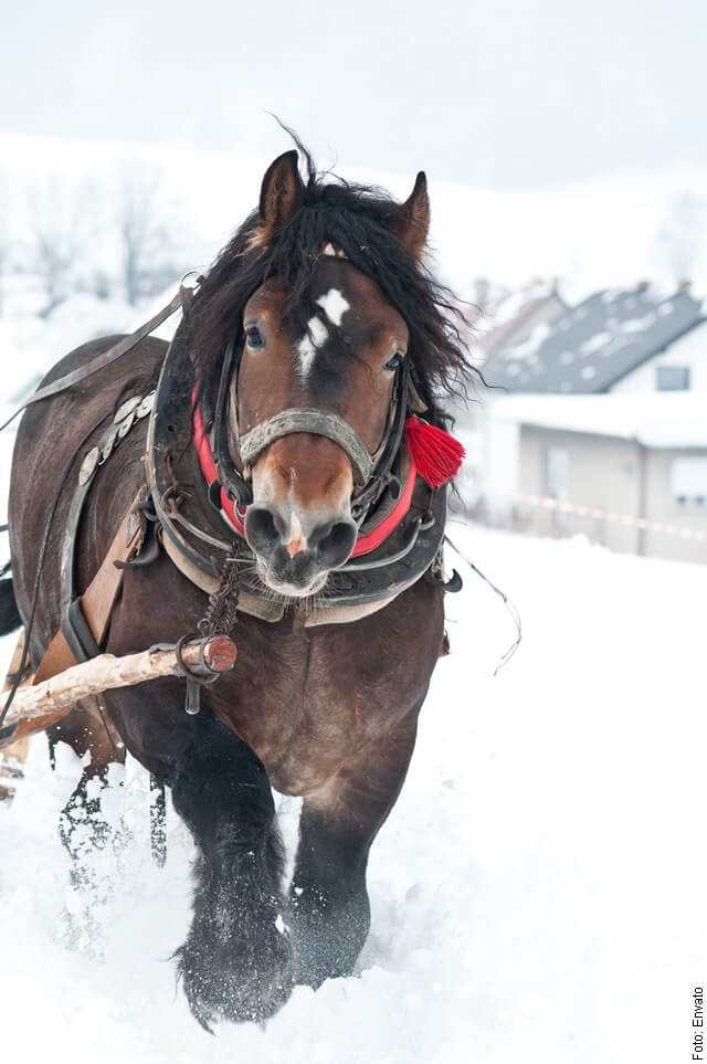 foto de caballo grande