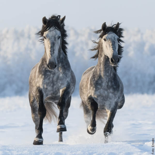 foto de dos caballos corriendo