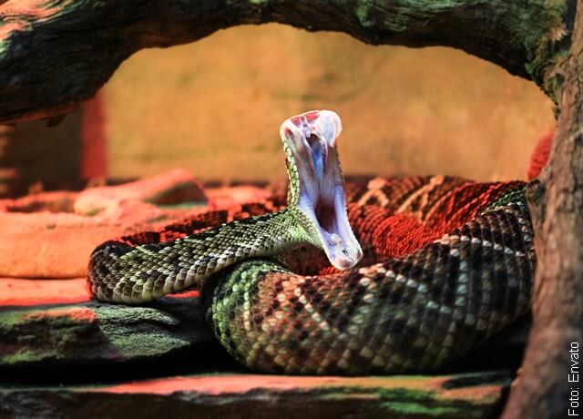 Foto de serpiente a punto de morder