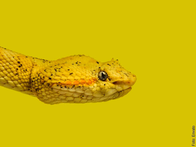 foto de culebra amarilla