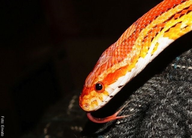 Foto de culebra de colores
