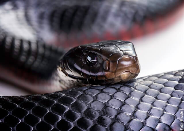 Foto de culebra negra