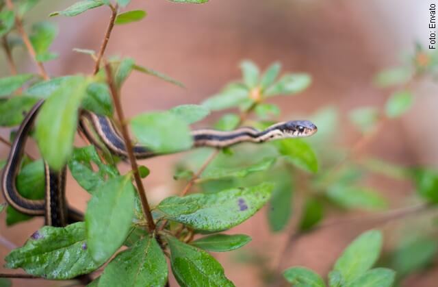 foto de serpiente pequeña