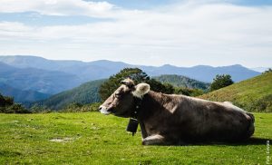 ¿Qué significa soñar con vacas? ¡Conócelo y sorpréndete!