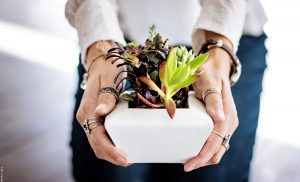 Suculentas: cuidados y consejos que debes tener en cuenta