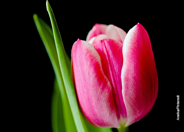 Foto de los pétalos de ua flor rosada que muestran los tulipanes cuidados que deben tener