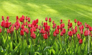 Foto de un sembrado de tulipanes