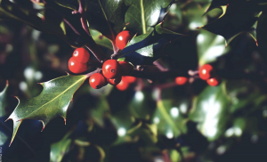 Acebo: cuidados de esta planta símbolo de la Navidad