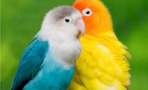 Agapornis: cuidados para estas hermosas aves