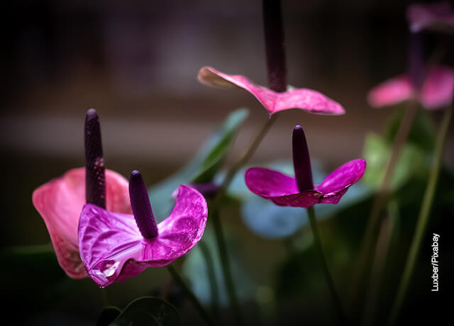 Foto de flor morada que ilustra el anthurium cuidados que le debes tener en casa
