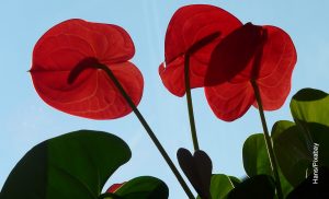 Foto de una planta roja en exteriores que muestra el anthurium cuidados de la flor