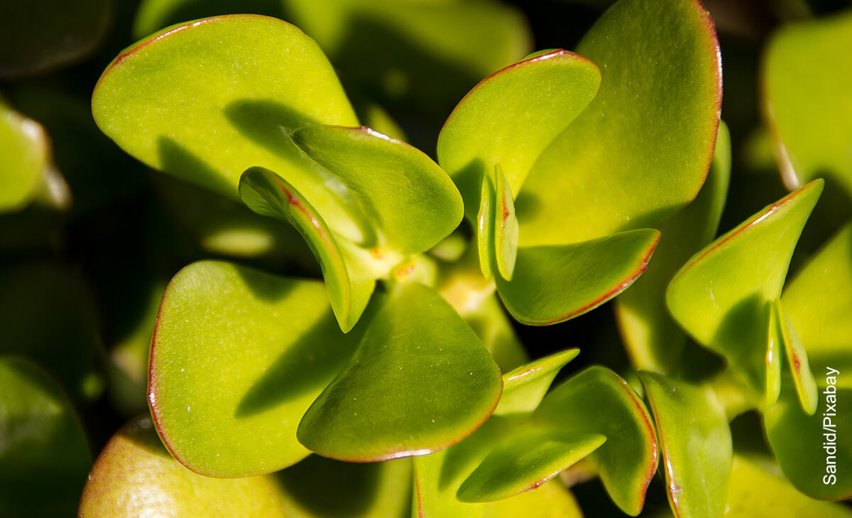 Foto de las hojas de una planta que ilustra el árbol de jade y sus cuidados