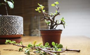 Árbol de la abundancia, cuidados que debes conocer