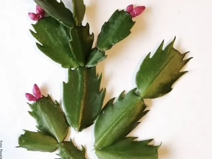 Foto de las hojas del cactus de navidad
