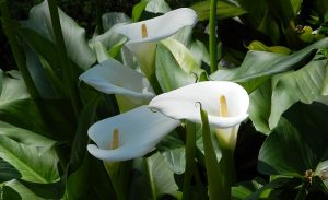 Calas: cuidados para mantenerlas sanas y bellas