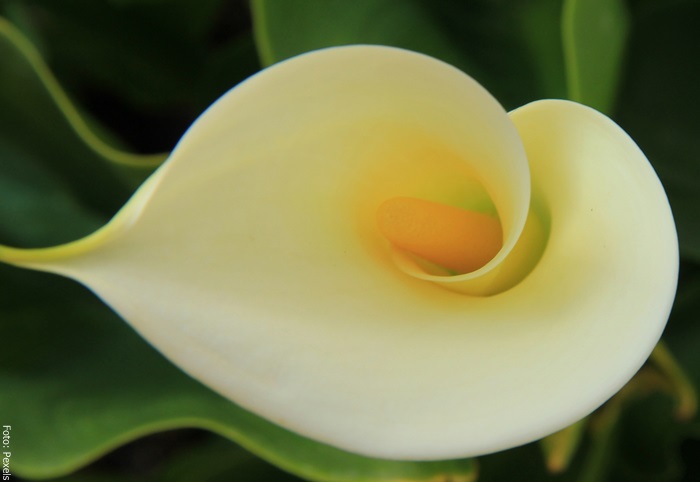 Foto de una flor de cala blanca
