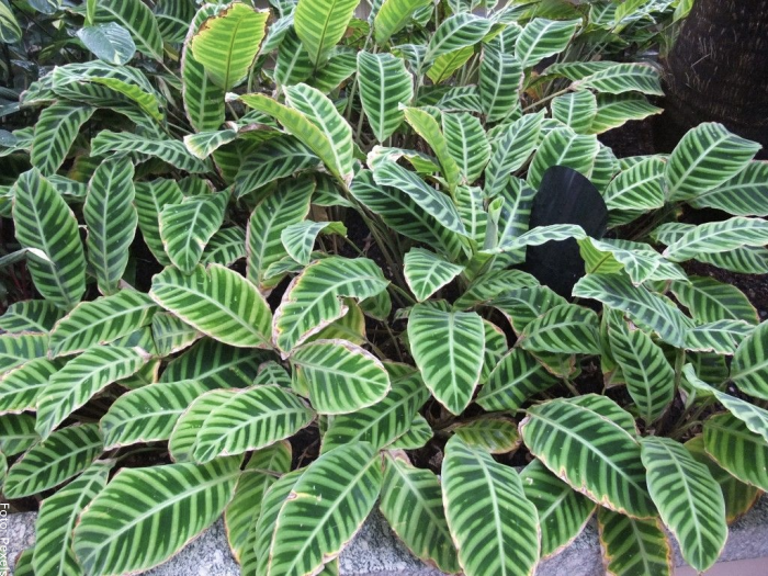 Foto de una planta de calathea