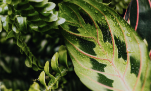 Calathea, cuidados y secretos de esta curiosa planta