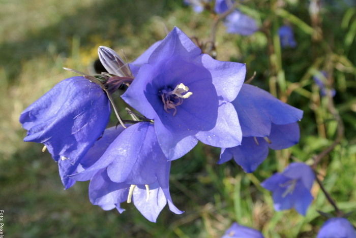 Foto de una flor de campánula cuidados