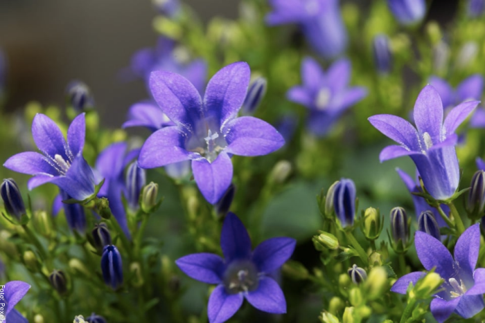 Foto de flores de campánula