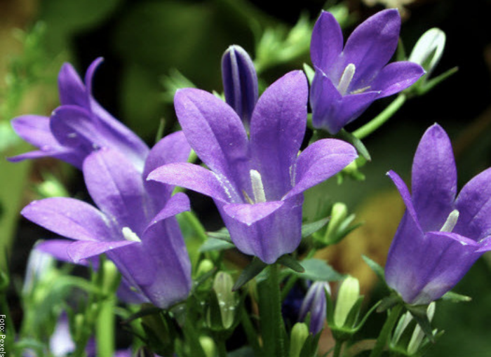 Foto de varias flores de Rapunzel