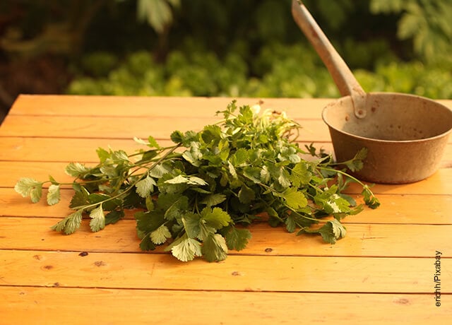 Foto de cilantro sobre una mesa qe muestra el chimichurri receta casera