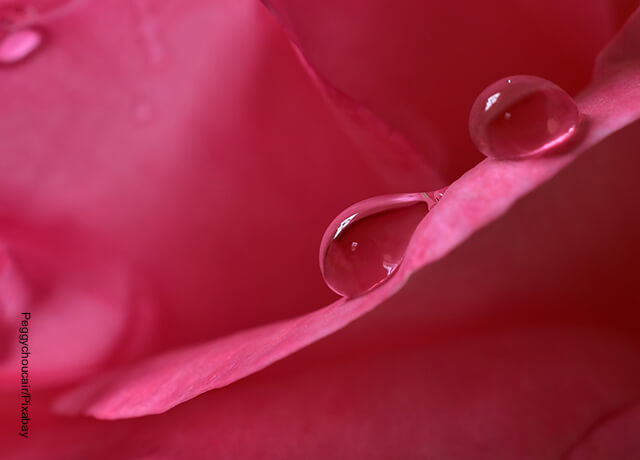 Foto de un pétalo de rosas con agua