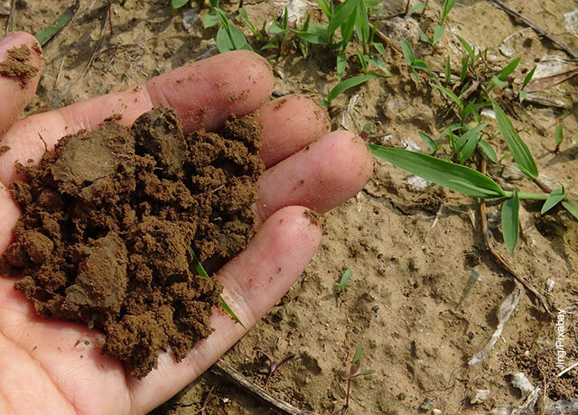 Foto de abono de tierra que muestra cómo hacer compost