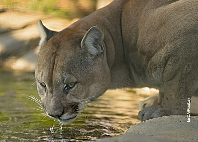 Foto de un puma bebiendo agua que ilustra el cuidado animal
