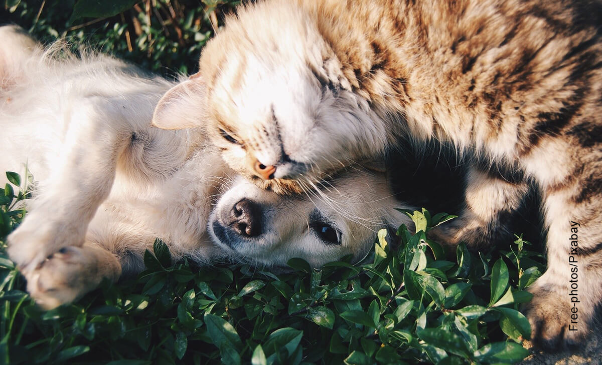 Foto de un perro y un gato acostados que ilustra el cuidado animal