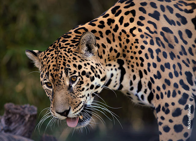 Foto de un leopardo en la selva