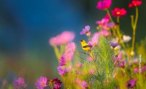 Foto de un pajarito amarillo que muestra el cuidado de las plantas
