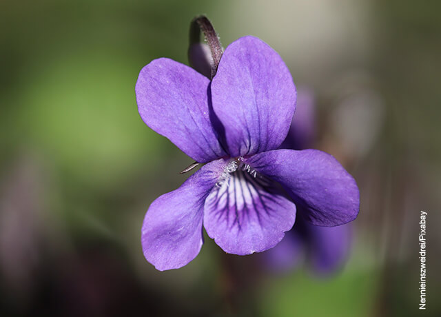 Foto de una planta que muestra el cuidado de las violetas