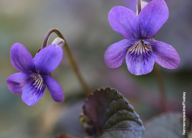 Foto de dos hojas de violetas