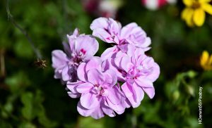 Foto de una flor violeta que muestra los cuidados de la begonia
